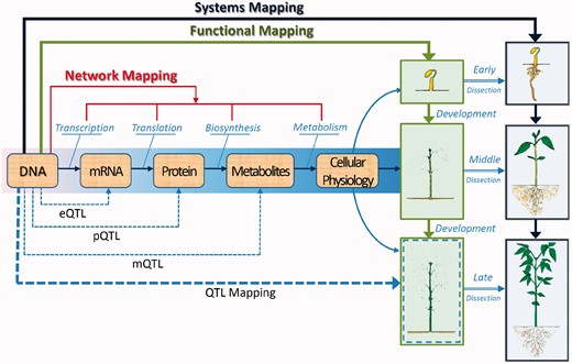 Biological networks that are involved in trait formation and development. Genetic mapping is moving from a direct genotype–phenotype correspondence (Figure 1) to regulatory networks that underlies the formation of a phenotypic trait. Functional mapping associates DNA variants with the developmental process (early, middle and late) of a trait, such as plant height, facilitating the elucidation of the developmental and genetic basis of trait variation. Systems mapping extends the dynamic idea of functional mapping to dissect the phenotype into its interrelating components based on design principles and then map QTLs that determine each of the components and component–component interactions and coordination. In this example, systems mapping dissects plant height into its leaf and root components over a time scale and study how leaf and root traits coordinate and compete with each other to affect height growth. Now, network mapping combines the advantages of functional mapping and systems mapping to identify eQTLs (for gene expression), pQTLs (for protein expression) and mQTLs (for metabolic expression) and their genetic interactions that control regulatory networks that cause the final phenotype. Network mapping entails the integrative and innovative use of different tools from diverse disciplines, such as genetics, mathematics, development, statistics, computer science and engineering.