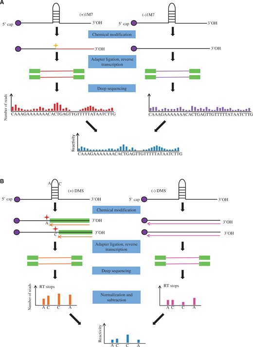 Approaches for measuring RNA structures via chemical probing. ( A ) Overview of SHAPE-Seq. Nuclear RNA is folded in vitro and modified by 1M7. Adapter ligation and RT is followed by SHAPE chemistry, sequencing library generation and next-generation sequencing. Raw read counts at each nucleotide position in the (+) and (−) treatments are calculated to determine the reactivities at each nucleotide. ( B ) Overview of structure-seq. Arabidopsis seedlings are treated with DMS. RT is performed after adaptor ligation. Reverse transcriptase stalls one nucleotide before DMS-modified A s and C s. Double-stranded DNA is generated by PCR. (−)DMS library is prepared in parallel. Deep sequencing is performed with different indices for (+)DMS and (−)DMS libraries. Counts of the reverse transcriptase (RT) stops are normalized and subtracted.
