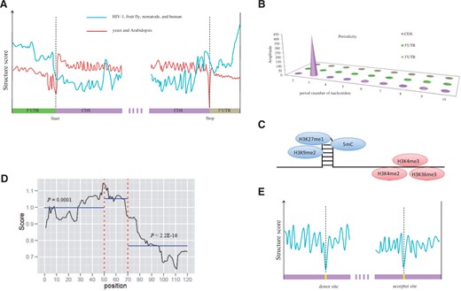 Schematic diagrams show novel structural features revealed by the RNA secondary structure profiles. ( A ) In HIV-1, fruit fly, nematode and human, the UTRs tend to be more structured than CDS regions. Whereas, there is a reverse pattern in yeast and Arabidopsis where UTRs are poorly structured compared with CDS regions. ( B ) A 3 nt periodicity is found only in CDS regions in yeast and Arabidopsis. ( C ) In Arabidopsis, repressive chromatin modifications (H3K9me2 and H3K27me1), as well as DNA cytosine methylation (5mC), were enriched at the highly structured regions, while the activating (H3K4me2, H3K4me3 and H3K36me3) histone modifications were enriched on less structured regions. ( D ) The miRNA binding regions (shown as position 50–70) are more structured than their flanking regions (50 nt) in Arabidopsis. ( E ) Compared with the flanking sequences, a dramatic decrease was observed in secondary structure upstream of the splice donor and acceptor sites in Arabidopsis.