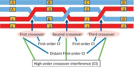 Diagram of the occurrence of crossover interference (CI) of different orders among markers A–D over a chromosome.