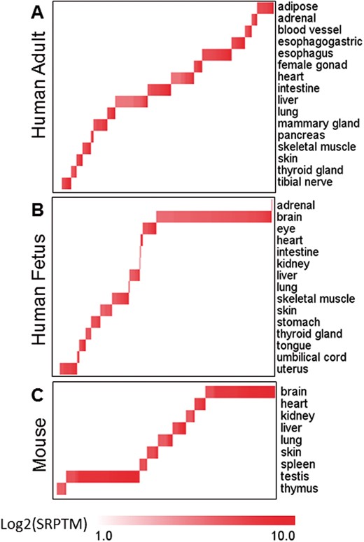 Abundance of TS circRNAs across different tissues. (A) 16 adult human tissues. (B) 15 fetal human tissues. (C) 9 mouse tissues. Abundance of circRNAs is represented by log2 of SRPTM [number of circular reads/number of mapped reads (units in trillion)/read length] with the color depth and column width representing the number of TS circRNAs in different tissues. A colour version of this figure is available at BIB online: https://academic.oup.com/bib.