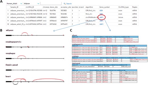 Web interface of TSCD. (A) The index page allows the user to easily query the information of TS circRNAs by chromosome, start and end site, junction read, conservation, genomic location, etc. (B) Illustration of circRNAs generated from annotated genes with the exon structures. Backsplices of circRNA were represented by arc. TS circRNAs were displayed in red arcs and non-TS circRNAs were displayed in black arcs. (C) Detailed information for tissue and coordinates of circRNAs from panel B. A colour version of this figure is available at BIB online: https://academic.oup.com/bib.