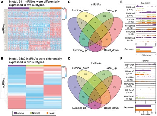 ncRNAs showed transcriptomic and epigenomic changes in breast cancer subtypes. (A) Heatmap of expression profiles of miRNAs demonstrating differential expression in breast cancer subtypes compared with normal breast tissues (Student’s t-test, adjusted P ≤ 0.05). (B) Heatmap of lncRNA expression profile in luminal (MCF-7) and basal (HCC1954) subtype cell lines and a normal breast cell line (HMEC). Expression of the presented lncRNAs showed changes of at least 2-fold in the breast cancer subtypes compared with the normal sample. (C) Overlap of differentially expressed miRNAs in the luminal and basal subtypes. (D) Overlap of differentially expressed lncRNAs in the luminal and basal subtypes. (E) Visualization of histone modifications within promoter regions (2 kb up- and downstream of TSSs, upper panel) and average relative expression abundance (lower panel) of mir-21. Expression abundance is shown relative to that detected in normal samples. (F) Visualization of histone modifications within promoter region (upper panel) and relative expression abundance (lower panel) of the lncRNA HOTAIR.