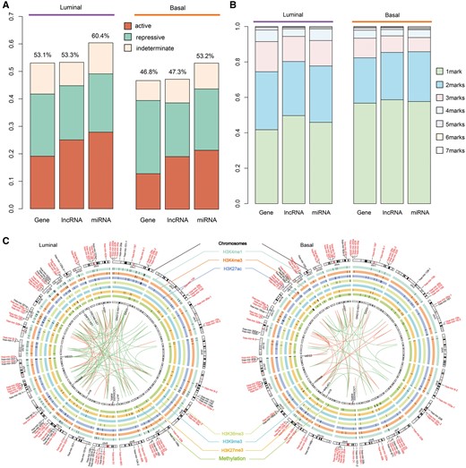 The majority of ncRNAs were epigenetically dysregulated in breast cancer subtypes. (A) The proportion of genes, lncRNAs and miRNAs that were epigenetically dysregulated in each breast cancer subtype. (B) The proportion of genes, lncRNAs and miRNAs with different numbers of aberrant epigenetic modifications. (C) The circles show epigenetically dysregulated miRNAs and lncRNAs in each subtype; only breast cancer-associated miRNAs and lncRNAs with high confidence TSSs are indicated. Red indicates the miRNAs common to both subtypes and black indicates subtype-specific miRNAs. Each circle presents a type of epigenetic modification; epigenetically dysregulated miRNAs and lncRNAs are marked in the corresponding locations. miRNAs of the same family are linked by lines.