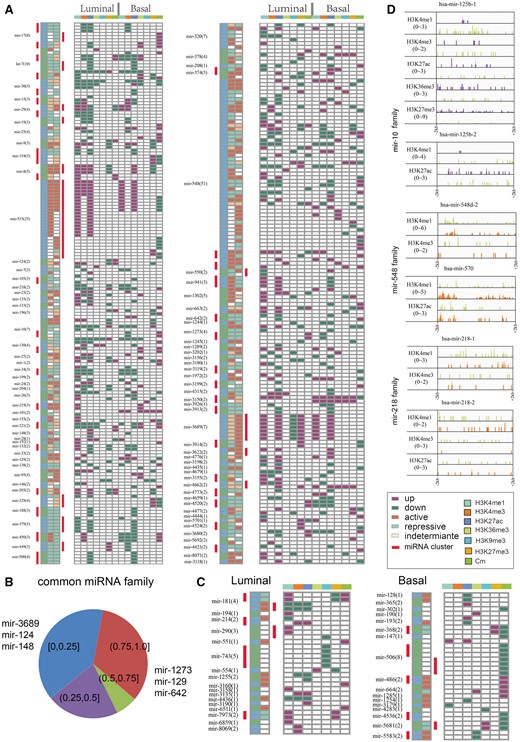 Complementary aberration pattern of miRNAs with identical seed sequences. (A) Common miRNAs that were epigenetically dysregulated in luminal and basal breast cancer subtypes. MiRNAs are ordered by miRNA family, and miRNA families are spaced by blue-green colour. miRNAs in the same clusters are marked by a red rectangle. Pink indicates increased epigenetic modifications and green indicates decreased epigenetic modifications. (B) The proportion of miRNA families with different number of members with the same epigenetic regulations. (C) Subtype-specific epigenetically dysregulated miRNA families. (D) Members of the same miRNA family with diverse alterations of epigenetic modifications.