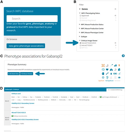 Accessing 3D image data on the portal. (A) From mousephenotype.org, users can search for genes or phenotypes of interest in the search box. (B) On the search results page, users may then filter the list of genes returned to only those with 3D images available. (C) On selecting a gene of interest (e.g. http://www.mousephenotype.org/data/genes/MGI:1890602), the user will be able to view all phenotyping data associated with that gene. Clicking the ‘Embryo Viewer’ button will display the 3D image data. (D) Users can also view data from embryo-specific procedures on the same page, such as viability and lacZ expression (http://www.mousephenotype.org/data/genes/MGI:1890602#heatmap).