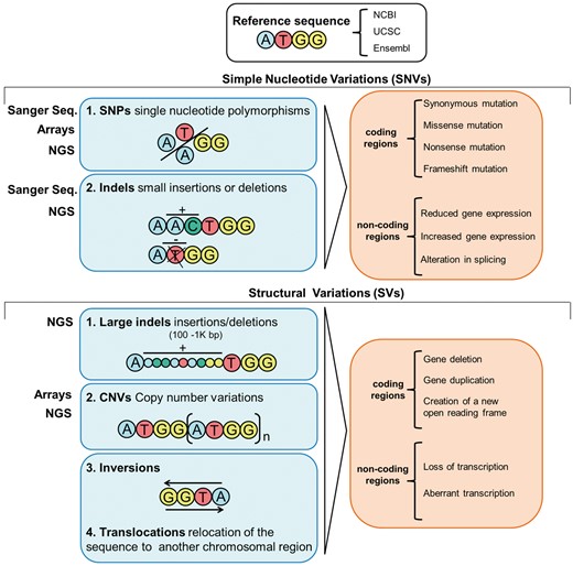 Overview of the types of variants in the genome, their potential consequences and the methods/techniques to untangle them.