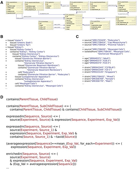 RenalDB. (A) The database schema for the relational database portion of RenalDB. (B–D) Examples of the knowledge bases used in RenalDB. Knowledge bases are separated based on the type of information they contain. (B) An example of the facts describing kidney anatomy. This series of facts describes the relationships (e.g. contains, develops from) among anatomical objects (e.g. organism, tissue, cell). (C) An example of the facts describing the experiments included in RenalDB. (D) An example of the rules describing how expression, enrichment and specificity are defined. These high-level logical statements then used as queries on the anatomical and experimental databases to determine whether the gene/transcript is expressed, enriched or specific to various anatomical objects.