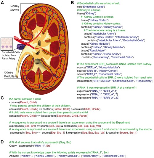 Logic programming. (A) Kidney anatomy. The original image was obtained from (Blausen.com staff. ‘Blausen gallery 2014’. Wikiversity Journal of Medicine 1 (2); doi:10.15347/wjm/2014.010; ISSN 20018762) and modified by showing only anatomical terms related to this figure. The image of endothelial cells was obtained from https://commons.wikimedia.org/wiki/File:Diagram_of_epithelial_cells_CRUK_033.svg. (B) A sample knowledge base describing the kidney anatomy and experimental data relationships with natural language comments explaining what each Datalog statement represents. (C) Another knowledge base describing some simple logical relationships (i.e. ‘contains’ and ‘expressed in’) with natural language comments explaining what statement represents. (D) A sample Datalog query using the knowledge bases in (B) and (C) to determine expression of ‘RNA_1’.