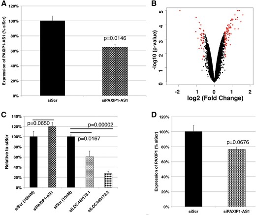 Characterization of PAXIP1-AS1. (A) Efficiency of silencing by siRNAs; n = 3. (B) Volcano plot comparing silencing of PAXIP1-AS1 and siScr. Genes selected above the threshold of 1.5-fold and p < 0.05 are colored in red; n = 2. (C) Cell viability on the treatment with hydrogen peroxide; n = 3. In the case of PAXIP1-AS1, the numbers of surviving cells were normalized to the corresponding siScr (100nM), whereas those of LOC440173-silenced cells were normalized to the corresponding siScr (10nM). (D) Expression of PAXIP1 on silencing of PAXIP1-AS1; n = 3.