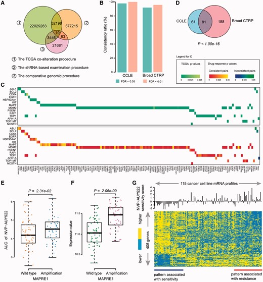 Statistics of SV interactions related to drug resistance. (A) Overlap of the SV interactions detected from three different procedures. (B) Consistency ratio of SV interactions related to drug resistance. At FDR < 0.05 or FDR < 0.01, the consistency ratio is presented for the CCLE (left) and Broad CTRP (right) data sets. (C) The significance of co-occurrence (top) and drug response (bottom) of SV pairs identified in CCLE. Rows of the heatmaps denote drug target genes, and columns denote partner genes. (D) Overlap of SV interactions-related drug resistance between the CCLE and Broad CTRP. The P value was calculated by hypergeometric test. (E) Cell lines with MAPRE1 alteration are resistant to the HSP90AA1-targeted NVP-AUY922. The difference of AUC between the cell lines with or without alterations in MAPRE1 was tested by one-sided Wilcoxon rank sum test. (F) Amplifications of MAPRE1 showed significantly higher expression level than cell lines with wild type of MAPRE1. The difference between two groups was tested by Student’s t-test. (G) The heatmap of cell cycle gene expression to the sensitivity to NVP-AUY922 inhibition in cancer cell lines, consisting of 405 genes derived by Student’s t-test with P < 0.05. Sensitivity score was defined as that AUC value minus the median value. A colour version of this figure is available online at BIB online: https://dbpia.nl.go.kr/bib.