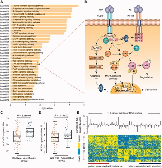 Functional analysis of drug resistance-related SV interaction genes. (A) KEGG pathways enriched with genes in the SV network. Functional enrichment analysis was performed using hypergeometric test. (B) SV pair of MAP3K8 and BIRC2 participates in the TNF signaling pathway. A detailed description of this pathway is available in the Supplementary materials. (C) and (D) Cell lines with BIRC2 alteration are resistant to the MAP3K8-targeted Compound 10b (C) and cyanoquinoline 11 (D). The difference of AUC between the cell lines with or without alterations in BIRC2 was tested by one-sided Wilcoxon rank sum test. (E) The heatmap of programmed cell death gene expression to the sensitivity to compound 10b in cancer cell lines, consisting of 159 genes derived by Student’s t-test with P < 0.05. Sensitivity score was defined as that AUC value minus the median value. A colour version of this figure is available online at BIB online: https://dbpia.nl.go.kr/bib.