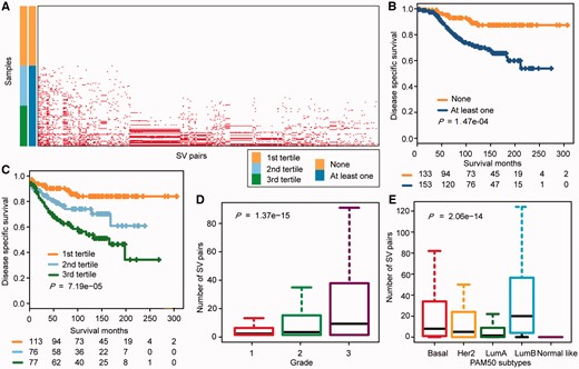 Analysis of the prognosis and clinical factors on the basis of the SV network. (A) Distribution of each activated SV interaction (column) in each breast cancer sample (row). Dot denotes the patient carried the activated SV pair. Samples were separated into two groups based on the number of activated SV interactions that the patient carried: none and at least one pair. Samples were further separated into three groups: the first tertile, the second tertile and the third tertile. (B) Kaplan–Meier plots of the disease-specific survival of breast cancer patients without or with at least one activated SV pair. The differences between the two curves were tested by log-rank test. (C) Kaplan–Meier plots for the disease-specific survival of breast cancer patients among the three breast cancer patient groups. The patients were divided into three groups according to tertiles of the number of activated SV pairs in each patient. The differences between the three curves were tested by log-rank test. (D) and (E) Distribution of the number of SV pairs in each grade (D) and PAM50 subtypes (E). The relationship between SV interactions and the cancer grade as well as PAM50 subtypes were analyzed by ANOVA. A colour version of this figure is available online at BIB online: https://dbpia.nl.go.kr/bib.