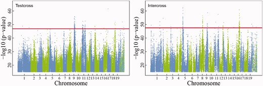 Manhattan plots of LR values over 19 chromosomes of the Populus genome, from which significant intercross and testcross QTLs are detected through permutation tests. The horizontal dash lines are the genome-wide critical threshold at the 1% significance level determined from 1000 permutation tests.