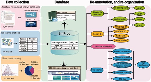 Pipeline for construction of the SmProt database (see main text for details).