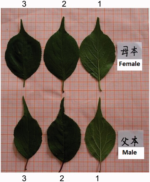 Differences in leaf shape between two parents, Fenban (female parent) and Kouzi Yudie (male parent), used to generate an F1 full-sib family. Three leaves, labeled as 1, 2 and 3, from the shoot tip, were sampled to show heterophylly.