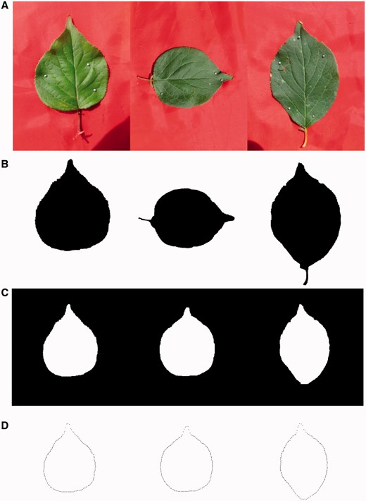 The procedure of extracting leaf boundary from a leaf image. (A) Original color images. (B) Black and white images translated from color images. (C) Shape alignment by filtering out the position, scale and rotation effects. (D) A set of points on the boundary spaced at an equal radial angle.