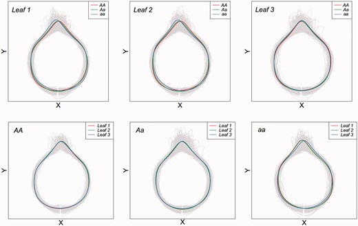 Visualized variation in the shape of three heterophyllous leaves in P. mume at an intercross QTL of the largest test statistic (hk_hk1742 on chromosome 2). The upper panel shows genotypic variation among three genotypes AA, Aa and aa for each leaf, whereas the lower panel shows heterophyllous variation for each genotype.