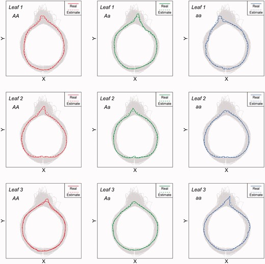 Comparison of estimated leaf shape with actual leaf shape for different genotypes and different heterophyllous leaves from simulated data.