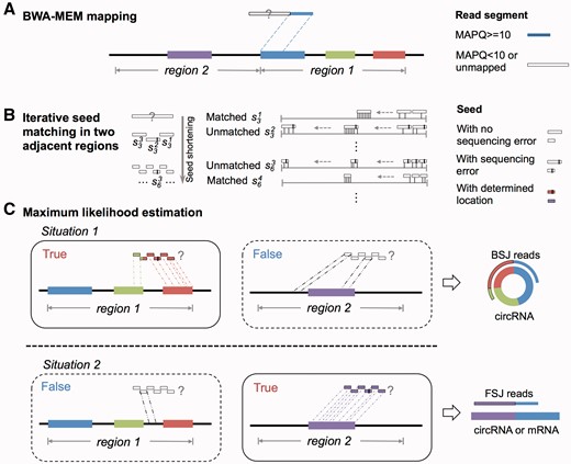 The MLE-based algorithm implemented in CIRI2. (A) Detection of back-spliced read can be simplified as making a decision on whether the specific segment is from genomic Region 1 (BSJ) or Region 2 (FSJ). (B) CIRI2 divides the segment into seeds, and attempts to perfectly match the seeds in Region 1 and Region 2. (C) A MLE is adopted to position the segment based on seed matching.