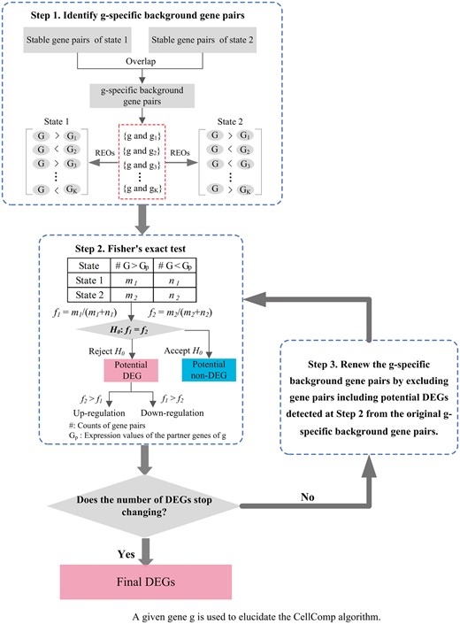 The flowchart for the CellComp algorithm. We use a given gene g to elucidate this algorithm. The first step is to extract the g-specific background gene pairs, each including g, which are stable in both State 1 and State 2. The second step is to perform Fisher’s exact test to test the null hypothesis that f1 and f2 are equal, where f1 and f2 denote the frequencies of gene pairs, among all g-specific background gene pairs, in which g shows a higher expression level than its partner genes in State 1 and State 2, respectively. After all genes are judged as potential DEGs or non-DEGs, the third step is to renew the g-specific background gene pairs. Only the gene pairs each including g and potential non-DEGs identified from Step 2 are retained. Step 2 and Step 3 are repeated until the number of detected DEGs stops changing.