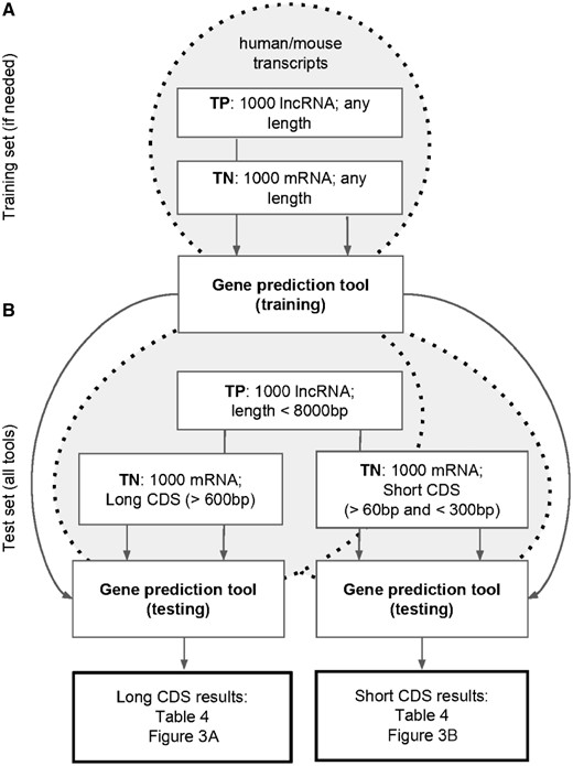 Training and test sets for RNA classification tools. (Top) The training set was used to generate species-specific models for the tools that require a supervised training (FEELnc and TransDecoder). (Bottom) Each RNA classification tool was applied to the sequences from two types of test sets (i.e. containing long- and short-CDS mRNAs), and the performance statistics were calculated. Note that for a given species, both test sets included the same 1000 lncRNAs sequences. TP: true positive; TN: true negative.