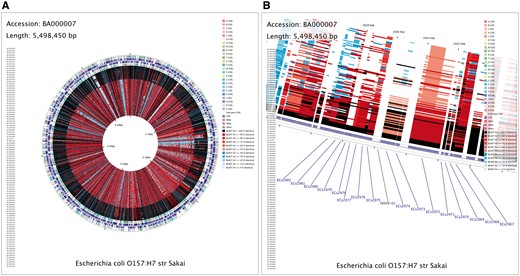 CCT map comparing E. coli O157:H7 str. Sakai (accession BA000007) with 100 additional E. coli genome sequences. A full-genome view (A) and zoomed view (B) are shown, with the latter centered on Shiga toxin I subunit A and B genes, labeled as ECs2974 and ECs2973, respectively. The contents of the feature rings (starting with the outermost ring) are as follows: Ring 1: COG functional categories for forward strand coding sequences; Ring 2: forward strand sequence features; Ring 3: reverse strand sequence features; Ring 4: COG functional categories for reverse strand coding sequences. The next 100 rings show regions of sequence similarity detected by BLAST comparisons conducted between CDS (coding DNA sequence) translations from the reference genome and those from 100 E. coli comparison genomes.