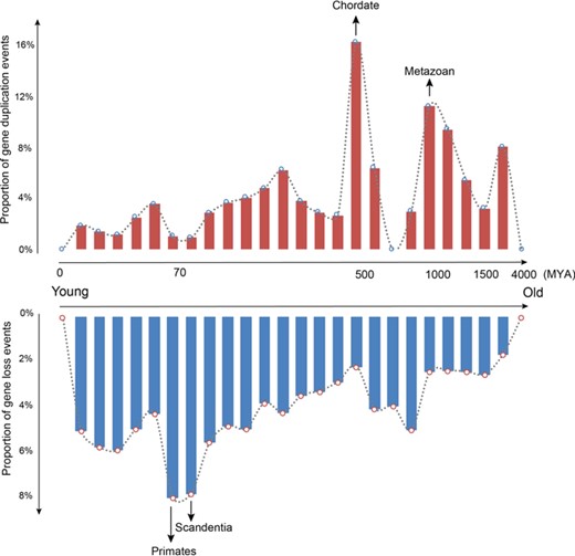 Gene loss and duplication events across a range of age classes.