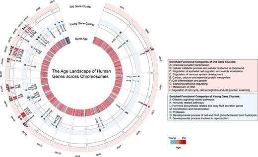 The age landscape of human genes across chromosomes. On any given chromosome, a YGC is defined as a region that contains a set of genes accounting for >3% of total genes, where >80% of genes are born after the origin of mammalia. An OGC is defined as a region on a chromosome that contains a set of genes accounting for >5% of total genes, where >85% of genes are born before the origin of metazoan. Furthermore, any individual YGC or OGC should possess more than five genes (n > 5). Gene lists of YGCs and OGCs are summarized in Table S1 and Table S2, respectively. Gene Ontology enrichment analyses are conducted by http://metascape.org.