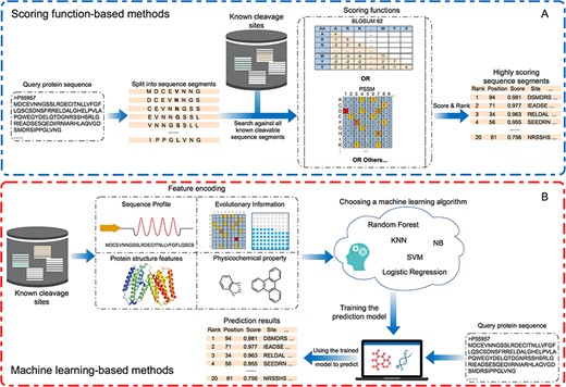 Flow charts of (A) scoring function-based methods and (B) machine learning-based methods. For each type of method, the key steps are summarised and visualised. Scoring function-based methods predict potential cleavage sites. The statistical scoring functions are based on the sequence alignments containing known cleavable sequence segments. Machine learning-based methods generate the prediction outcomes using trained models based on a variety of heterogeneous features.