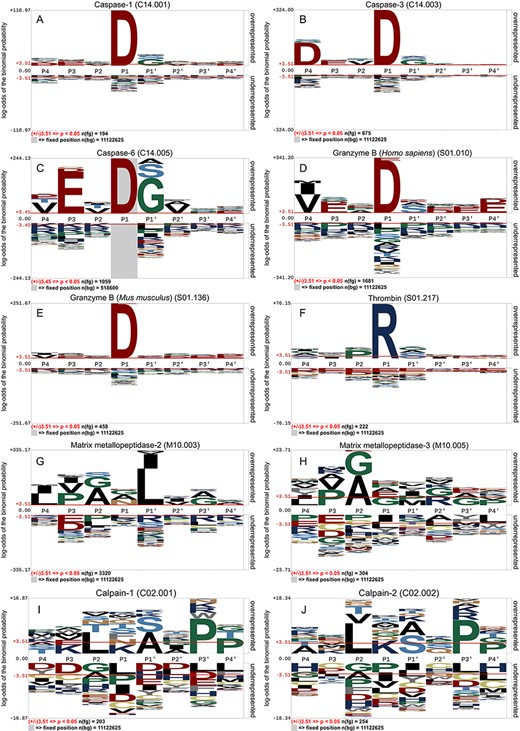 Residue specificity and enrichment of sequons of 10 protease-specific substrates, including (A) caspase-1, (B) caspase-3, (C) caspase-6, (D) granzyme B (Homo sapiens), (E) granzyme B (Mus musculus), (F) thrombin, (G) matrix metallopeptidase-2, (H) matrix metallopeptidase-3, (I) calpain-1 and ( J) calpain-2.