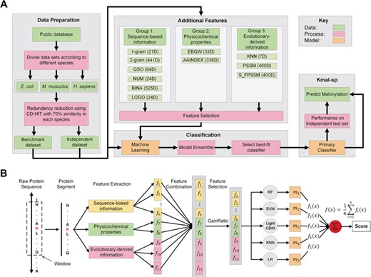 The overall framework of kmal-sp: (A) An outline of the overall flowchart of the kmal-sp methodology. (B) An illustration of the detailed procedures for constructing the prediction models for each species. First, the collected protein sequences are split into segments with a length (window size) of 25 residues each. Based on these segments, 11 different types of features are extracted that characterize Kmal sites in different aspects (these features are categorized into three main groups). Second, the optimal feature set is selected by applying the GainRatio method to the combined feature set. Based on the optimal feature set, we train the prediction models using several different ML algorithms and also exploit the integration of individual algorithm-based models into ensemble models. Finally, the optimal ensemble model is generated and applied to predict potential Kmal sites with improved accuracy.
