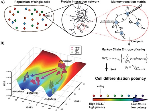 Markov-Chain Entropy (MCE) for quantifying single-cell potency in Waddington’s landscape. (A) The key assumption underlying the estimation of MCE is that the measured gene expression profile $\boldsymbol{x} = (x_1, \dots , x_n)$ of a cell q is the end result of an unknown Markovian signaling process in the cell, which however we can try to estimate by using a network model of signaling interactions. This network imposes constraints on the space of all possible Markov transition matrices, and MCE is estimated from the one maximizing the Shannon entropy of the Markov process. Having estimated MCE for each single cell, we can then sort them according to their MCE, which we posit is a proxy for cell potency. (B) An example of a Waddington epigenetic landscape for the Chu1 et al. dataset (Table 1), depicting four main attractor states, representing hESCs (pluripotent), NPCs (ectoderm, multipotent), MPs (mesoderm, multipotent) and definite endoderm progenitor cells (DECs, endoderm, multipotent). The z-axis labels the MCE values of over 1000 single cells representing these four cell types, whereas the y-axis and x-axis label the projections inferred using t-SNE.