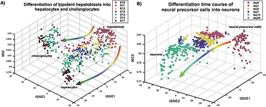 Three-dimensional representation of single-cell differentiation trajectories according to MCE. (A) Differentiation landscape of hepatoblasts. Figure depicts a three-dimensional representation of single cells in an embryonic differentiation time course of mouse hepatoblasts into hepatocytes and cholangiocytes (Yang et al.), as indicated. The MCE potency estimate labels the z-axis, whereas the x and y axes correspond to the tSNE components. Observe how the model predicts separation/differentiation into hepatocytes and cholangiocytes at embryonic day 13 (E13) in line with the results of Yang et al.(B) Differentiation landscape of neural precursor cells into neurons. Figure depicts a three-dimensional representation of single cells in a differentiation time course of human neural precursor cells (day 0) into neurons (day 30) (Wang et al.), as indicated. Observe how MCE correctly predicts a gradual decrease in potency with time of differentiation.