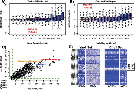 Ribosomal mitochondrial genes enriched for overexpressed network hubs. (A) Boxplots of t-statistics of differential expression between hESCs and NPCs (y-axis) in Yao1 dataset, as a function of node degree (x-axis). Green dashed line indicates the line t = 0, whereas the red line is that of least squares regression fit. Associated PCC and P-value are given. (B) As (A), but now for Chu1 et al. dataset. (C) Scatterplot of the $-\log _{10}$ adjusted P-values of enrichment of the top-ranked 500 biological terms in Yao1 et al. (x-axis) against their corresponding $-\log _{10}$ adjusted P-values in Chu1 et al. (y-axis). In color we highlight three biological terms related to metabolism, ribosomal mitochondrial proteins and stemness. The sizes of the circles indicate the average odds ratio over the two datasets. (D) Heatmap of gene expression values for 32 genes encoding mitochondrial ribosomal proteins in the two scRNA-Seq datasets, stratified by hESCs and NPCs. Observe how these 32 genes are more consistently overexpressed in hESCs compared to NPCs.