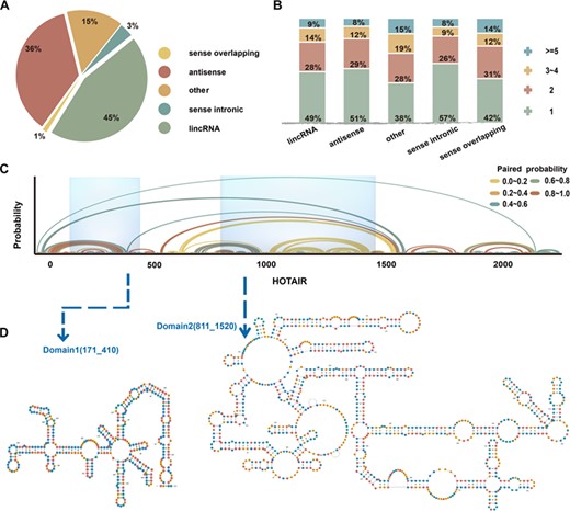 The landscape of lncRNA functional domains was derived from the human genome using a sliding-windows pipeline. HOTAIR is shown as an example. (A) The proportion of the five groups of lncRNA in 27 720 alternative isoforms. (B) Distribution of domains in five categories. (C) Base-pair probabilities of HOTAIR. Arches represent base pairing and are color-coded according to probability. (D) Modular scaffold structure and genome location in HOTAIR transcripts.