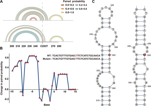 Local secondary structure of lncRNA XXbac-BPG254F23.7. (A) The paired probability of the flanking sequence in wild and mutant XXbac-BPG254F23.7. (B) The paired-probability difference of wild and mutant XXbac-BPG254F23.7. (C) The secondary structure of wild and mutant XXbac-BPG254F23.7 around the flanking region. The bases in red represents SNPs on XXbac-BPG254F23.7.