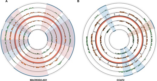 The paired probability, distribution of domains and interactive regions of wild and mutant secondary structure of MACROD2-AS1 and CCAT2. (A) The situation of lncRNA MACROD2-AS1. (B) The situation of lncRNA CCAT2. The red interlayer demonstrates the overall length of each lncRNA. The inner and outer orange bars refer to paired probability of wild and mutant lncRNAs. The green bar in the inner and outer layer shows the domains of wild and mutant lncRNAs and the corresponding innermost and outermost blue bars represent the interactive region of wild and mutant lncRNAs with TF. The shadow section in blue represents the coherent interactive regions of wild and mutant lncRNAs and the incarnadine represents incongruous regions of them. The region displayed by broken line shows the interactive region appears in mutant lncRNA rather than wild lncRNA.