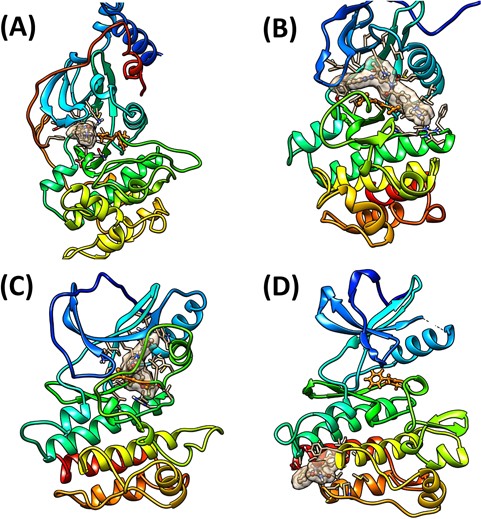 Representative binding structures for (A) type I, (B) type II, (C) type III and (D) type IV inhibitors. The ligands and DFG (DLG) motifs are colored in brown and orange, respectively. The binding sites are showed as surfaces.