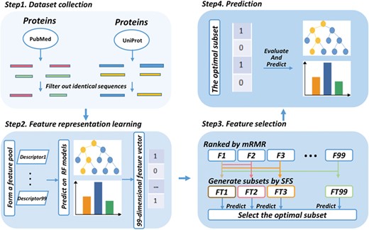Framework of the proposed QSPred-FL. Firstly, query proteins are scanned by a window with the predefined length to generate peptide sequences, among which the identical sequences will be subsequently filtered out. Secondly, the resulting peptide sequences are subjected to the feature representation learning scheme, and as a result, a 99-dimensional feature vector will be generated. Thirdly, the feature vector generated at the previous step is optimized to a 4-dimensional optimal feature vector using a two-step feature selection strategy. Ultimately, the peptides are predicted and scored by the well-trained RF model.