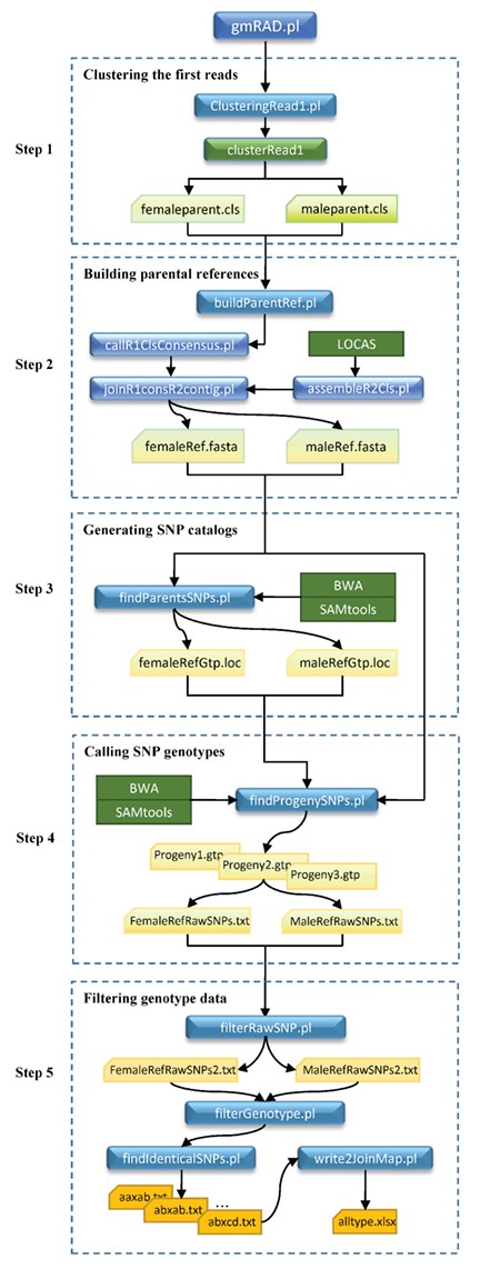 Schematic representation of the work flow of the gmRAD software. Five steps are taken in running gmRAD: clustering the first reads, building the parental reference sequences, generating parental SNP catalogs, calling SNP genotypes for all individuals and filtering genotype data. The rectangles with rounded corners indicate in-house programs written in Perl (blue) and C++ (green). The normal green rectangles indicate the external packages used in gmRAD, including BWA, SAMtools and LOCAS. The cut-corner rectangles indicate the intermediate and final result text files.