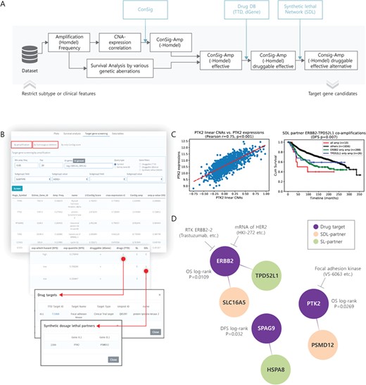 Target gene screening for amplification. (A) A pipeline diagram for screening of cancer target genes with amplification or homozygous deletion. (B) User interface (minimum amplification frequency, >5%; top 20 genes; HER2+ subtype) and the result of finding amplification target candidates in METABRIC. (C) Correlation between CNAs and expressions of nominated target PTK2 (left) and the effect of SDL partner ERBB2–TPD52L1 co-amplification on the OS of HER2+ breast cancer patients (right). (D) Drugs and SDL partners are presented for nominated target genes with amplification.