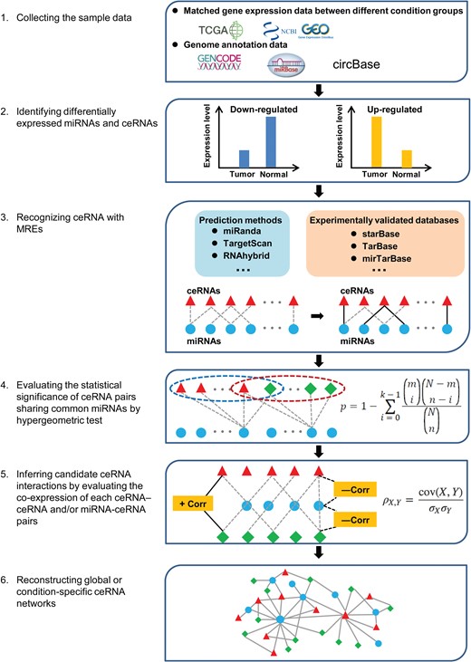 Integrative pipeline for reconstructing ceRNA networks at the transcriptome-wide level. The reconstruction of ceRNA network involves six steps, wherein differentially expressed miRNAs/ceRNAs are extracted based on the selected sample data, and putative miRNA-ceRNA associations are inferred and integrated to construct global/condition-specific networks via statistical analyses.