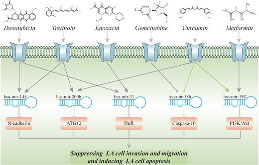 The validated and potential pathways for lung adenocarcinoma. (The green one represents that the whole regulatory cascade has been validated. For the gray one, only the binary drug-miRNA or miRNA-disease association has been validated.)
