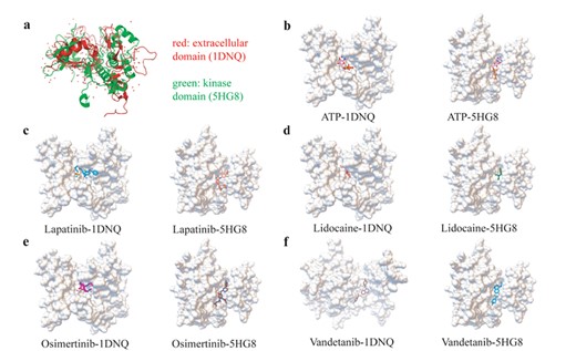 The extracellular and kinase domain comparison both by structure similarity and drug–target interactions. (A) The aligned structure of EGFR extracellular domain and kinase domain by SPalignNS. (B) The ATP molecule docking result with two EGFR domains. (C) The Lapatinib molecule docking result with two EGFR domains. (D) The lidocaine molecule docking result with two EGFR domains. (E) The osimertinib molecule docking result with two EGFR domains. (F) The vandetanib molecule docking result with two EGFR domains.