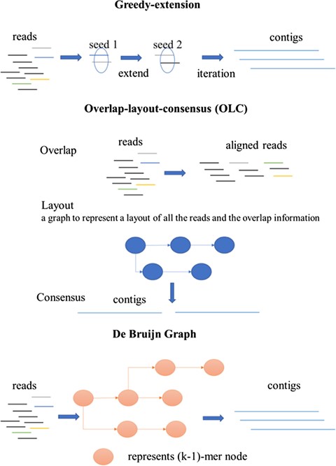 Overview of three different categories of de novo assembly programs: greedy extension, OLC and the de Bruijn graph.