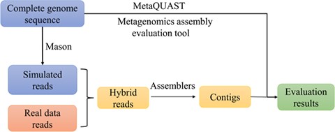 The framework of evaluating metagenomic sequence assembly programs using hybrid of real and simulated reads.