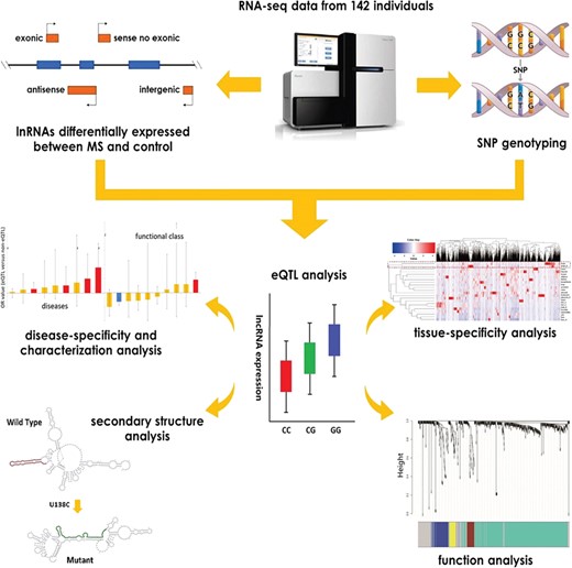 The flow chart of the study design for identification and function analysis of the eQTL lncRNAs in MS.