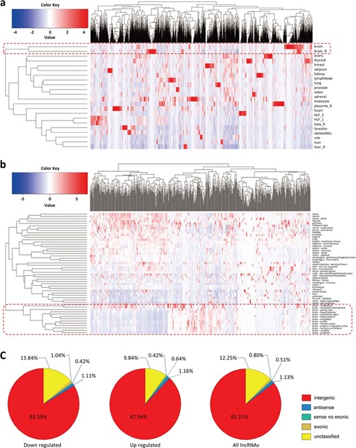 Characterization of differentially expressed lncRNAs. (a) A hierarchical clustering heatmap of the lncRNAs (significantly differentially expressed between MS and healthy subjects) expression in primary human tissues and cell lines based on NONCODE data. The abscissa represents the differently expressed lncRNAs. HLF indicates the human lung fibroblasts. The expression pattern of these lncRNAs in brain and in other tissues and cell lines is clearly classified into two different clusters. (b) A hierarchical clustering heatmap of the lncRNAs in 13 brain regions and other primary human tissues based on GTEx data. The abscissa represents the differently expressed lncRNAs. The expression pattern of these lncRNAs in the 13 brain regions and in other tissues is clearly classified into two different clusters. (c) Pie charts indicating the percentage of each type of the differentially expressed lncRNAs. Most of these lncRNAs belong to the intergenic transcripts compared with the other types, and this pattern is similar between the downregulated and upregulated lncRNAs. The details in the figure can be clearly viewed by enlarging the electronic version.