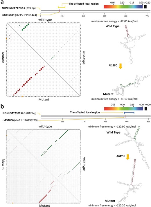 Secondary structure changes of the lncRNA transcripts by cis-eQTL SNPs. Subfigures (a) and (b) present the secondary structure of NONHSAT171752.1 and NONHSAT230154.1 affected by rs8035889 and rs752806 polymorphisms, respectively. On the top of each subfigure, the graphic summary revealed the significantly affected local region of the lncRNA transcript and the causative SNP. The affected local region detected with maximum secondary structural change is colored according to the RNAsnp P-value (threshold of significance is set at $\kern0.5em P<0.2$). At the bottom left, the upper and lower triangle of the matrix represents the base-pair probabilities in the affected local region of the wild-type (green dots) and mutant (red dots) sequences, respectively. At the bottom right, the planar graph displayed the secondary structure differences between wild-type and mutant lncRNA transcripts based on the MFE change.